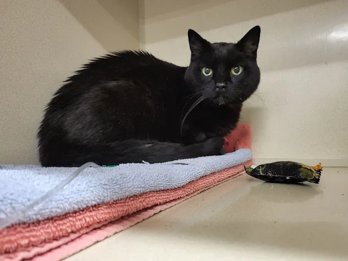 Isabella Cat Clinic Picture 7