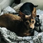 Mt. Pleasant Animal Hospital, PC