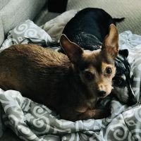 Mt. Pleasant Animal Hospital, PC ico