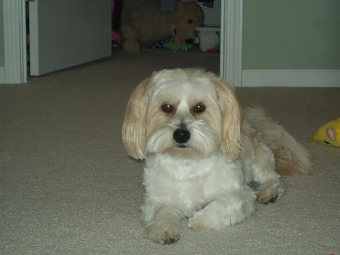 Mt. Pleasant Animal Hospital, PC Picture 5