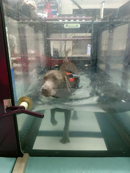 Four Paws Rehabilitation Picture 1