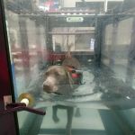 Four Paws Rehabilitation
