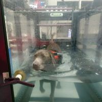Four Paws Rehabilitation ico