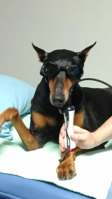 Four Paws Rehabilitation Picture 2
