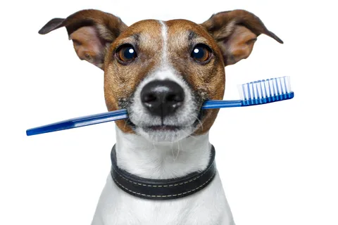 Dorr Veterinary Clinic Picture 7