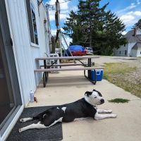 Thornapple Veterinary Medical Center ico