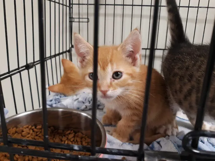 Thornapple Veterinary Medical Center Picture 3