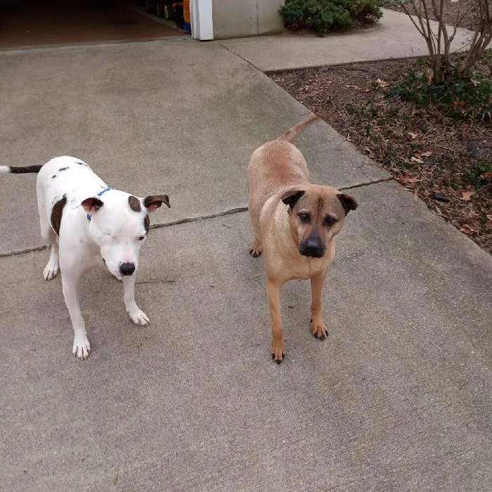 Thornapple Veterinary Medical Center Picture 6