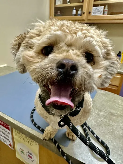 Good Hands Veterinary Hospital Picture 7
