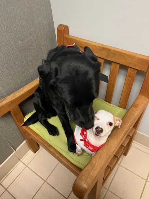 Mars Hill Animal Hospital Picture 2