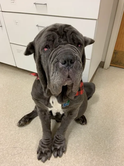 Mars Hill Animal Hospital Picture 4