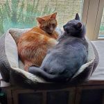Bates Animal Hospital: Hunter Bates, DVM