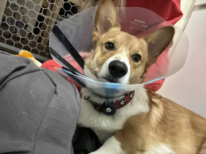PriorityPet Urgent Care Picture 1