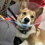 PriorityPet Urgent Care