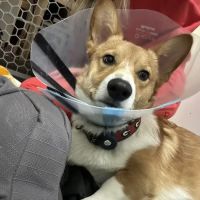 PriorityPet Urgent Care ico