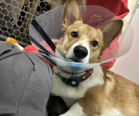 PriorityPet Urgent Care