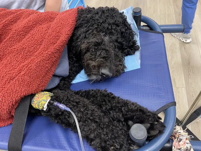 PriorityPet Urgent Care Picture 10