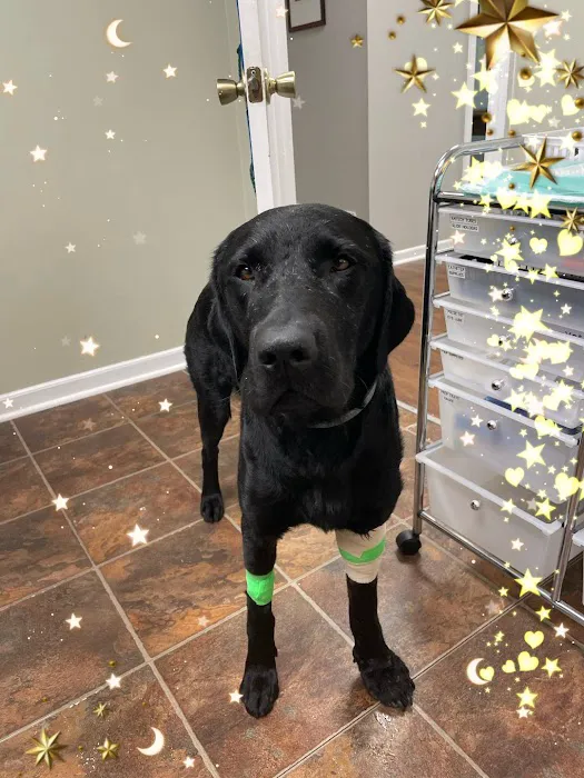 Woodlands Veterinary Referral Picture 5