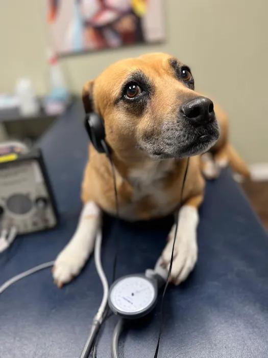 Woodlands Veterinary Referral Picture 6