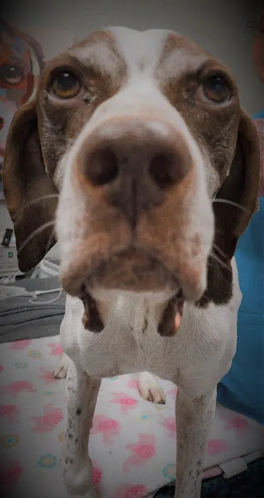 Woodlands Veterinary Referral Picture 10
