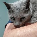 Piedmont Animal Clinic