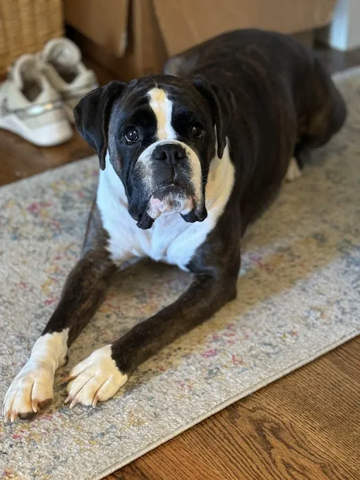 Southern Hearts Animal Hospital Picture 1