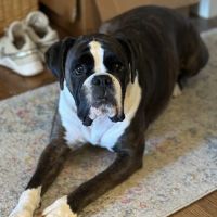 Southern Hearts Animal Hospital ico