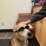 Oconee Veterinary Hospital