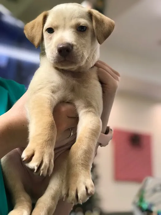 PetCare of Newberry Picture 2