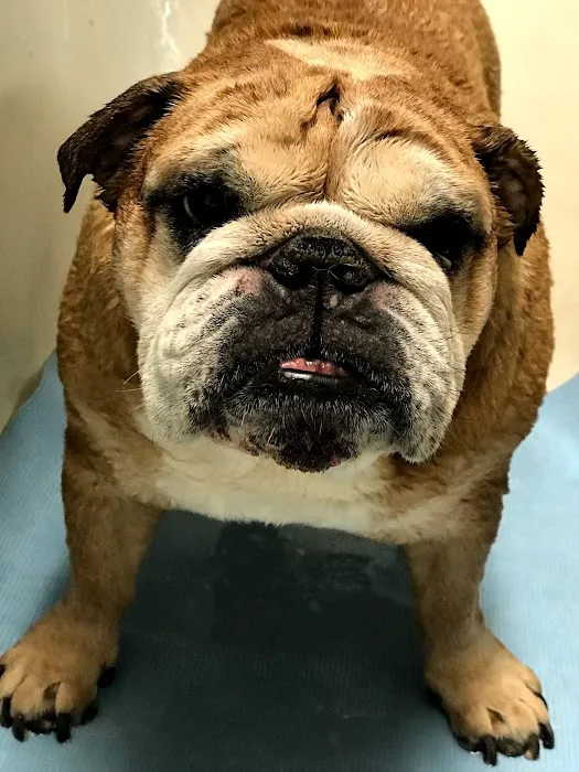 PetCare of Newberry Picture 4