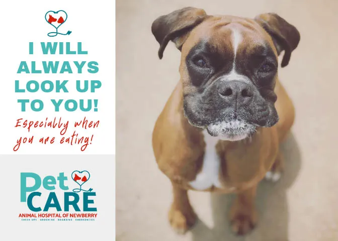 PetCare of Newberry Picture 5