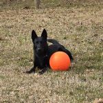 Mid-Carolina Animal Hospital