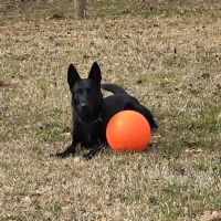 Mid-Carolina Animal Hospital ico