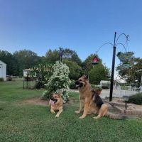 Johnston Animal Hospital ico