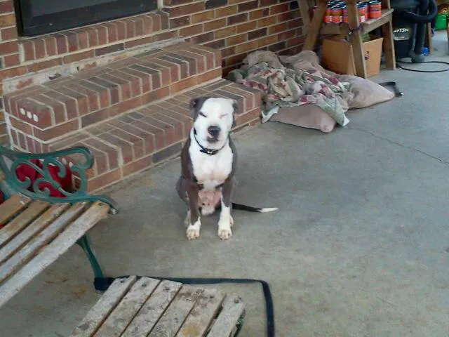Johnston Animal Hospital Picture 6
