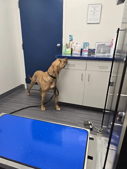 Batesburg-Leesville Animal Hospital Picture 5