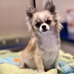Batesburg-Leesville Animal Hospital