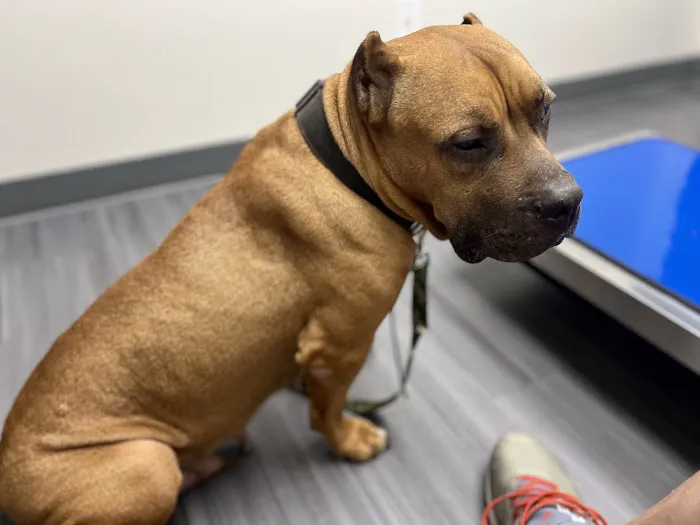 Batesburg-Leesville Animal Hospital Picture 8