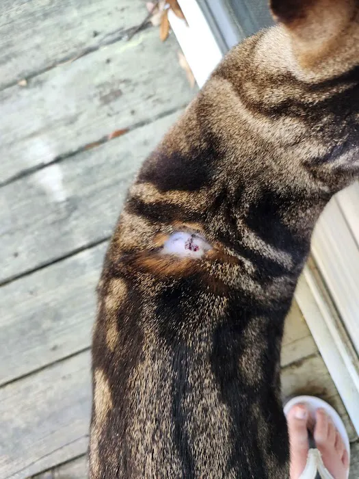 Batesburg-Leesville Animal Hospital Picture 7