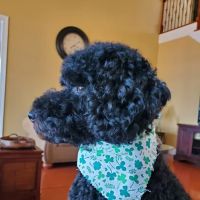 Lake Murray Animal Hospital ico