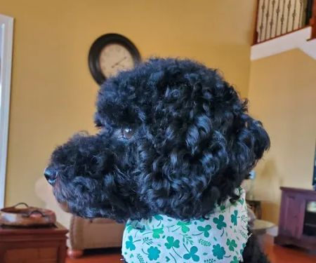 Lake Murray Animal Hospital