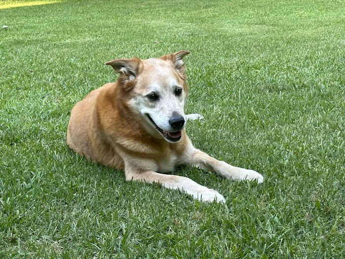 Lake Murray Animal Hospital Picture 5