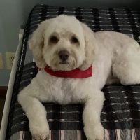 Winder Corners Animal Clinic ico