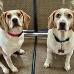 Winder Animal Hospital