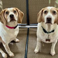 Winder Animal Hospital ico