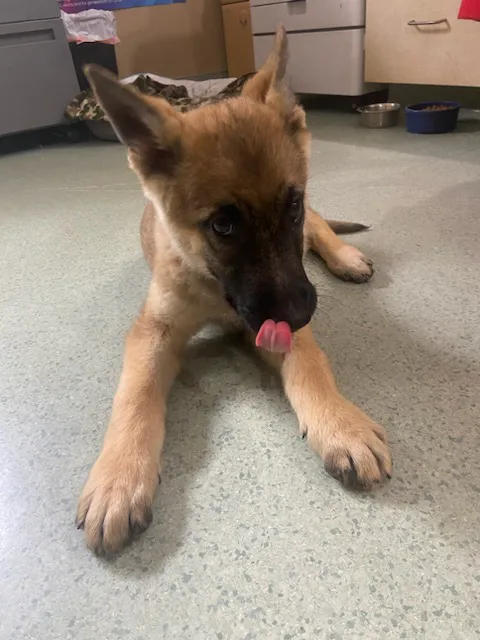 Winder Animal Hospital Picture 9
