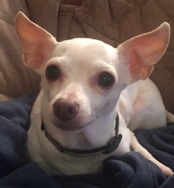 Happy Tails Veterinary Care Picture 1