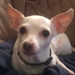 Happy Tails Veterinary Care