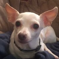 Happy Tails Veterinary Care ico