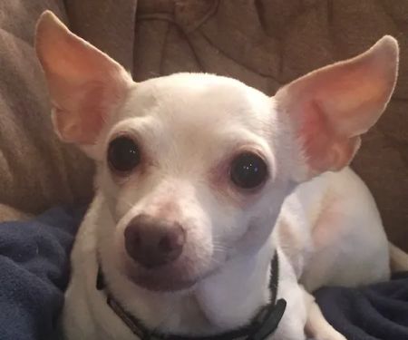 Happy Tails Veterinary Care